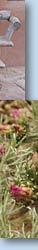 Photo of outdoor bench/Photo of nearby flowers